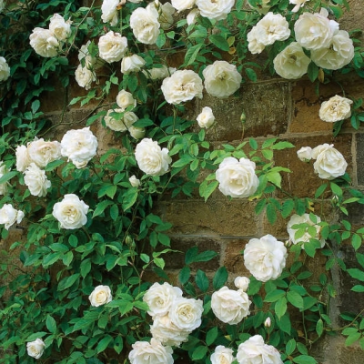 vigorous climbing rose