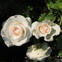 Rosa 'Margaret Merril' white blooms with a tinge of pink.