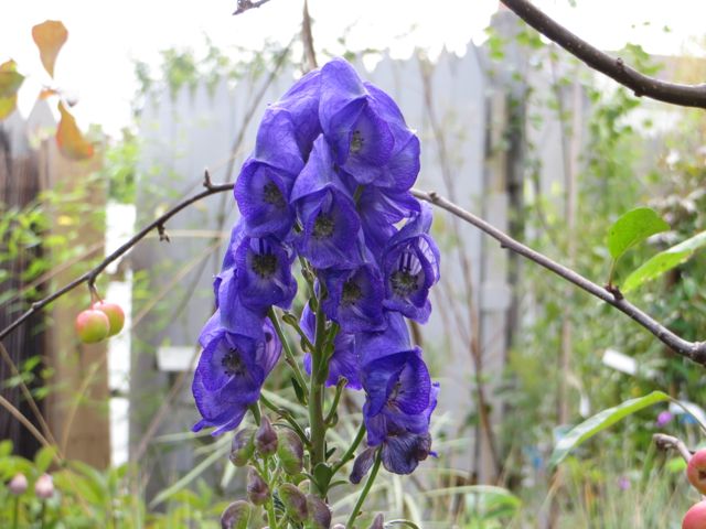 Aconitum.jpg