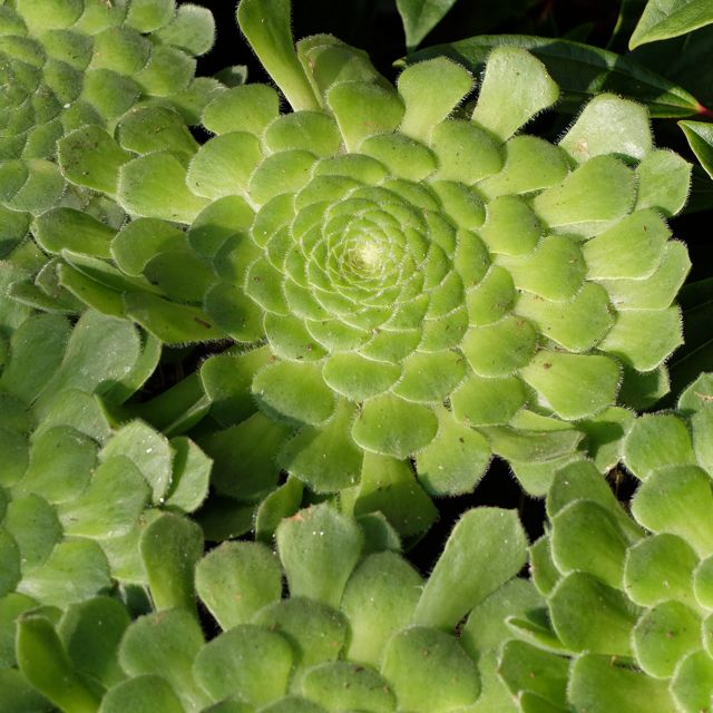 Aeonium_0.jpg