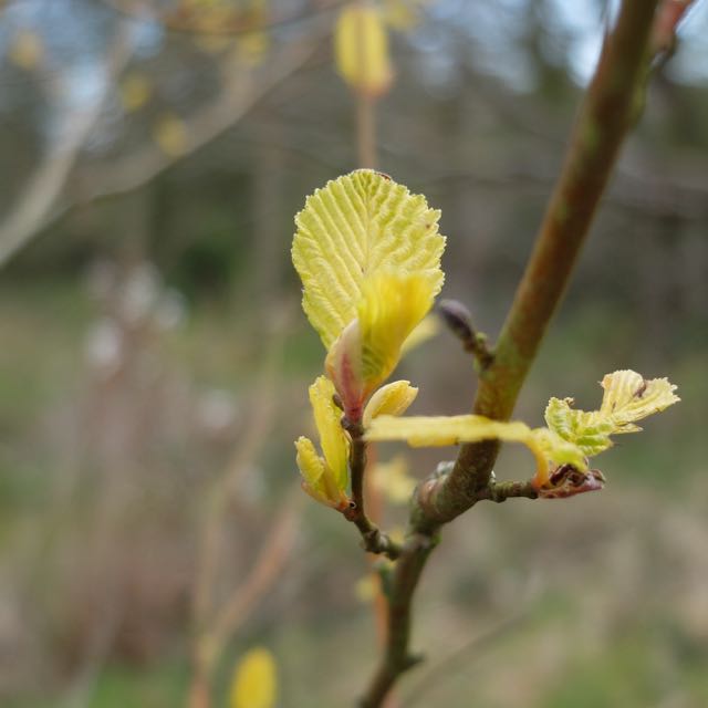 Alnus.jpg