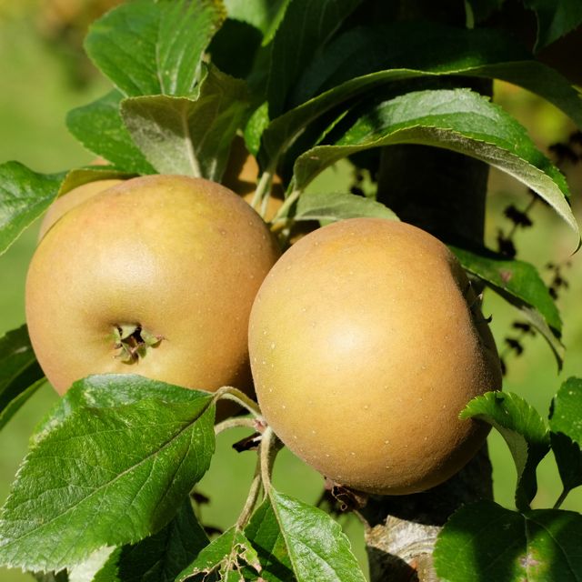 Apple Egremont Russet.jpg