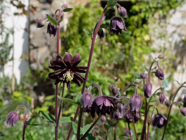 Aquilegie Black Barlow.jpg