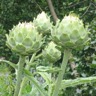 Artichoke