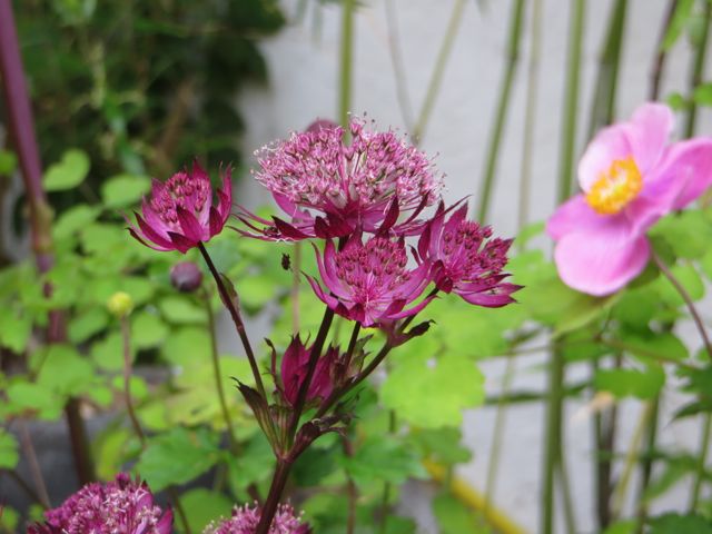 Astrantia.jpg