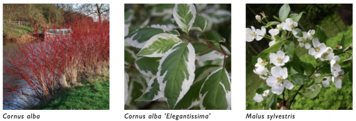 Bare root plants blog pic.jpg