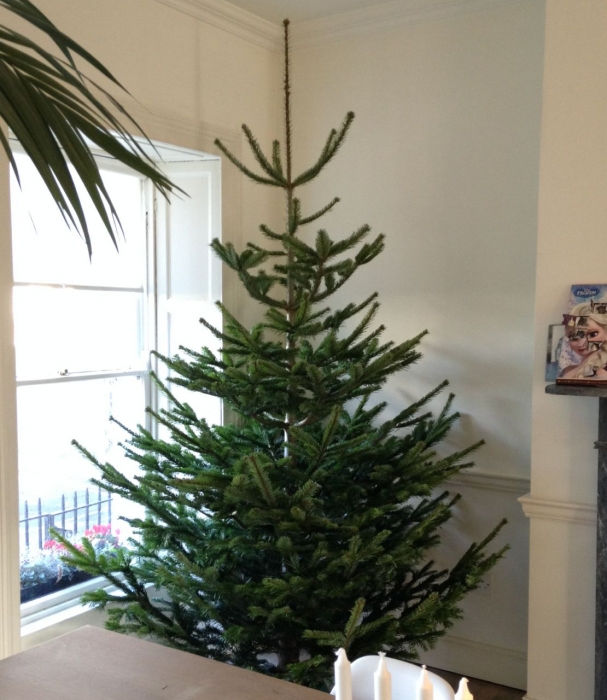 Christmas tree dublin 2.jpg