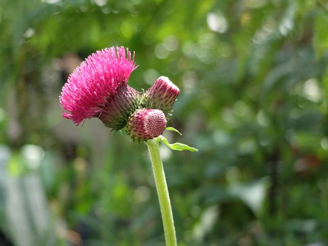 Cirsium.jpg