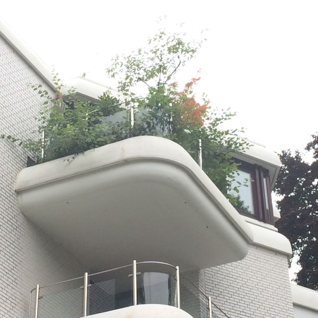 Cool bancony planting.jpg