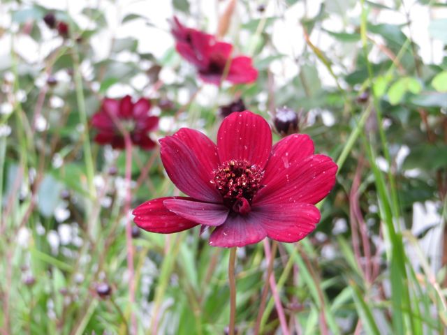 Cosmos sanguinea.jpg