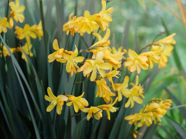 Crocosmia Solfaterre.jpg