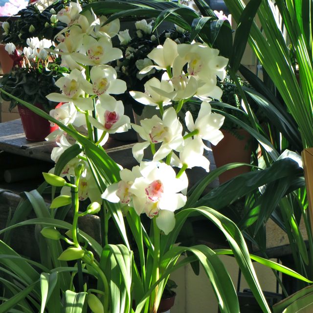 Cymbidium orchid.jpg