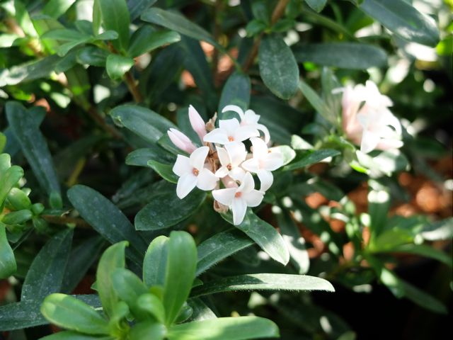 DAphne Eternal Fragrance.jpg