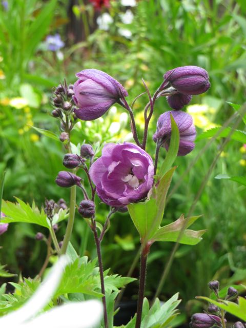 Delphinium.jpg