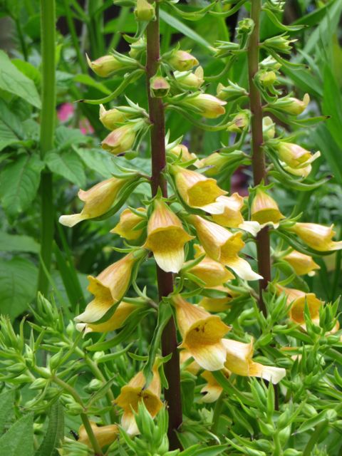 Digitalis Spice Island.jpg