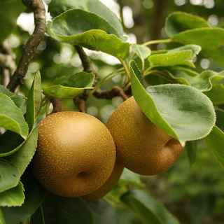 Egremont Russet apple