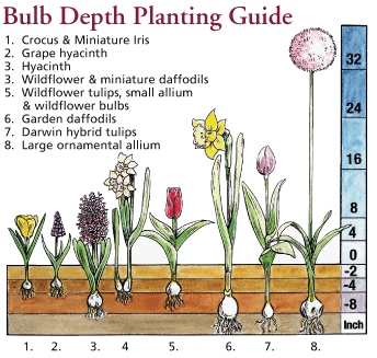 How to plant a bulb