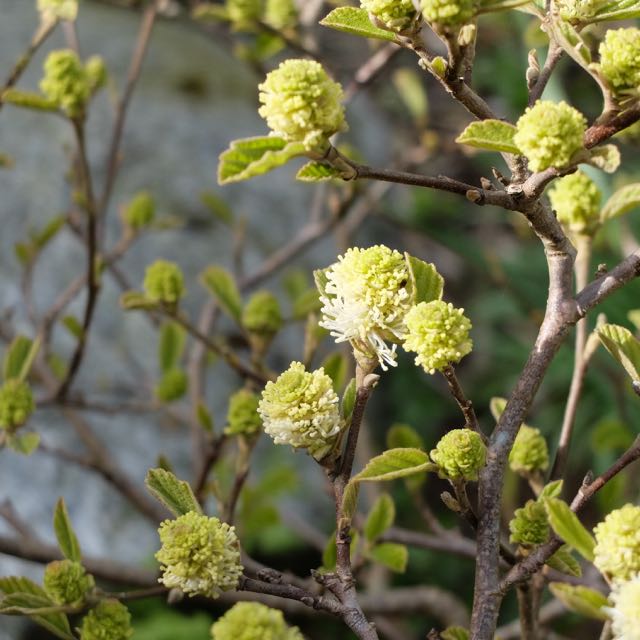 Fothergilla.jpg