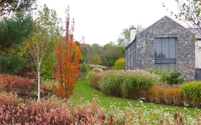 Galway garden 6_0.jpg