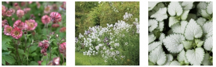 Good value small plants.jpg