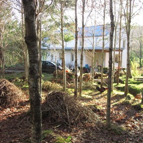 House in deciduous woodland, Wicklow
