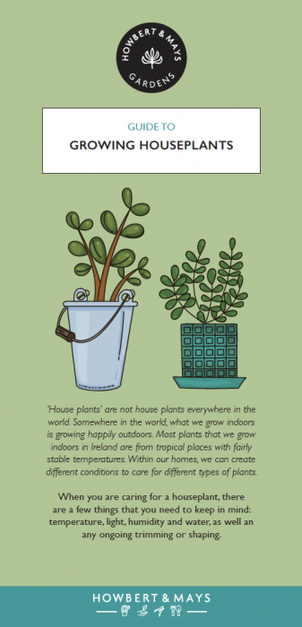 How to care for houseplants 1.jpg