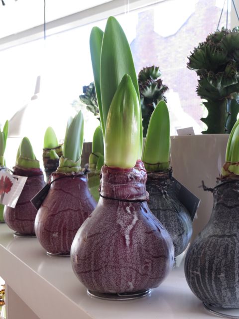 Indoor amaryllis 6.jpg