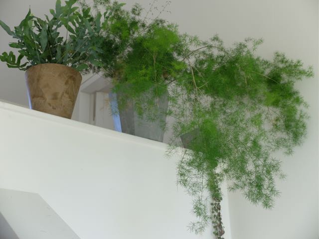 Indoor plant 2.jpg