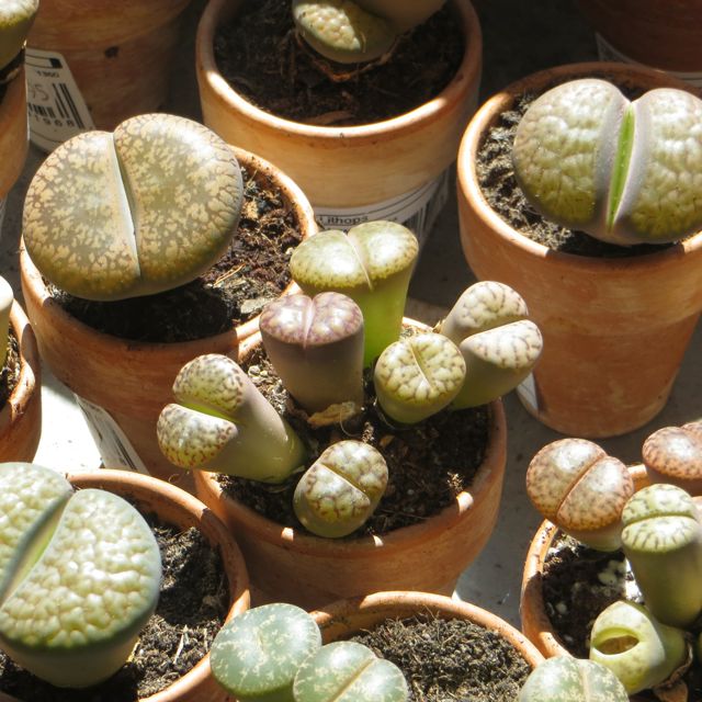 Lithops.jpg