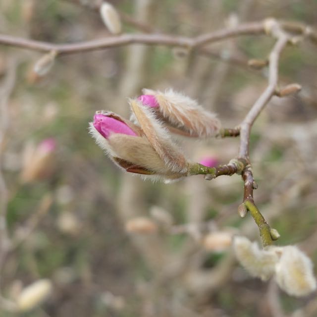 Magnolia Leonard Messel.jpg
