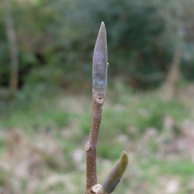 Magnolia tripetala.jpg