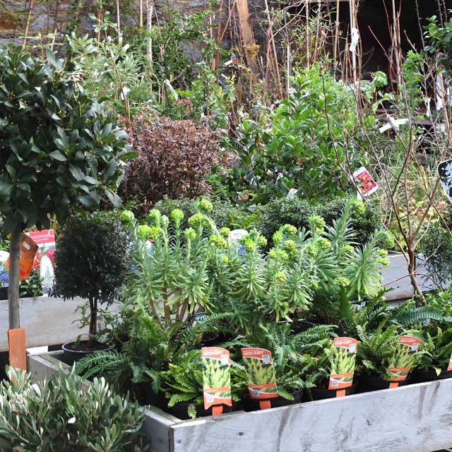 Monkstown Jan 2019.jpg