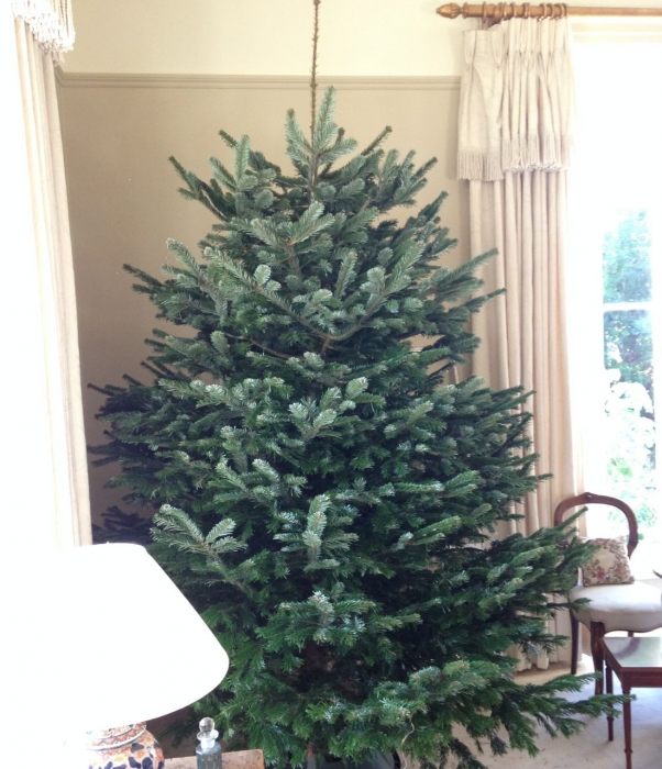 Nordman fir dublin.jpg