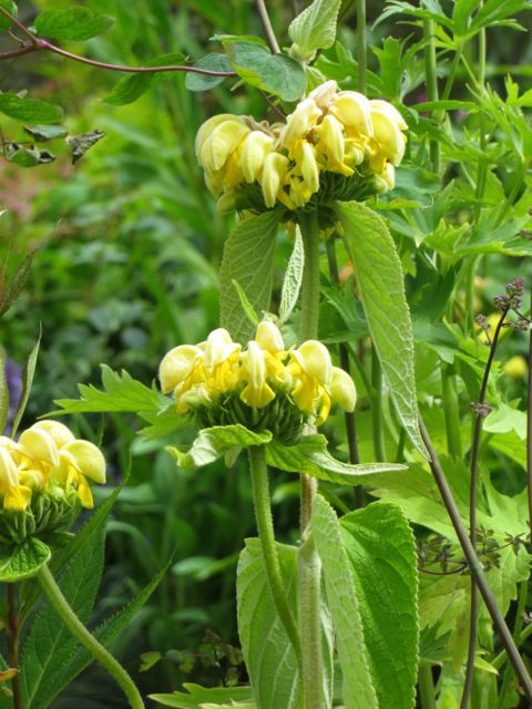 PHLOMIS.jpg