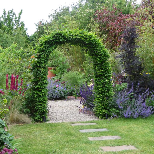 Patricia's garden hornbeam arch.jpg
