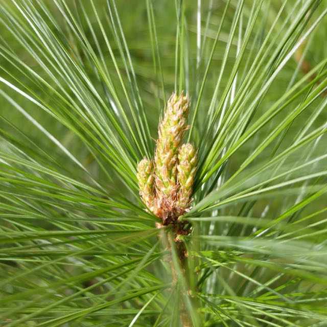 Pinus wallichiana.jpg