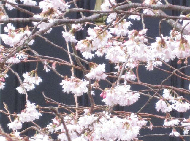 Prunus subhirtella Ranelagh_0.jpg