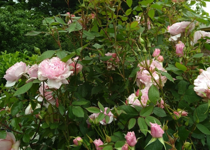 Roses Airfield_opt-2.jpg