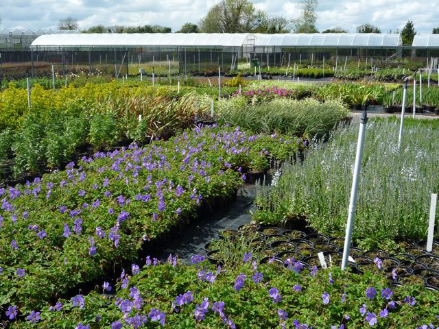 Schram plants in Co Kildare