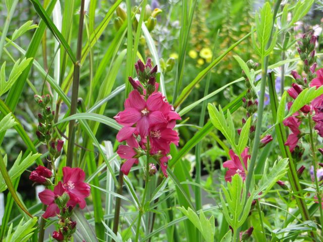 Sidalcea 'Wine Red'.jpg