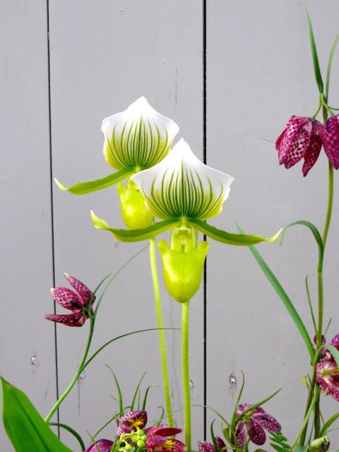 Slipper orchid_0.jpg