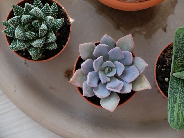 Succulents.jpg