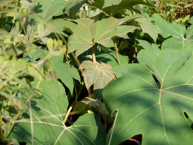 Tetrapanax_0.jpg