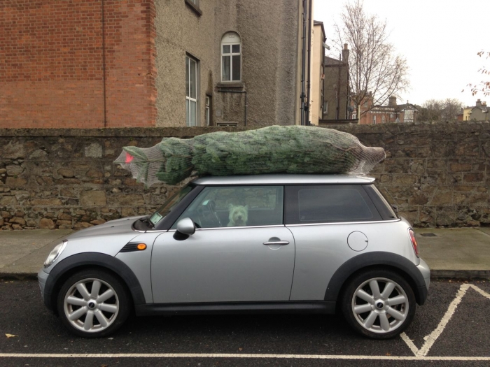 Tree on mini.jpg