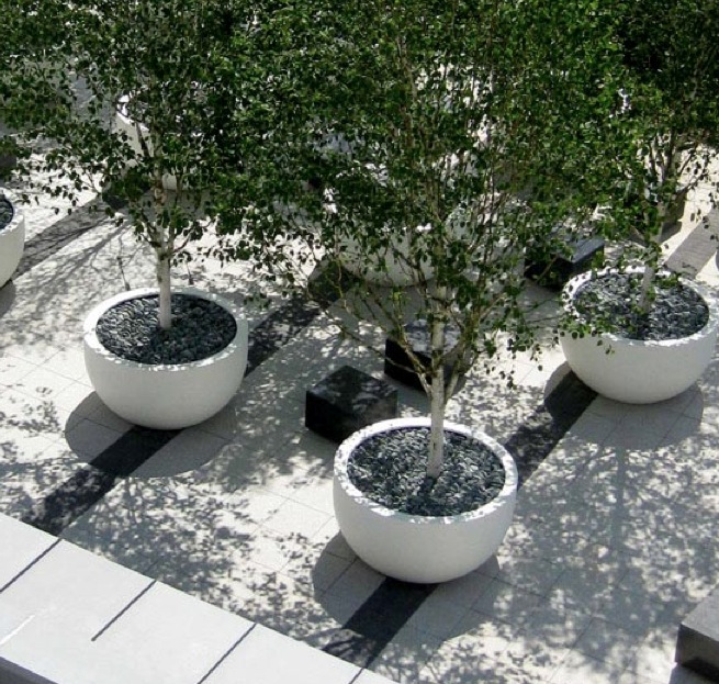 Trees in pots 1.jpg