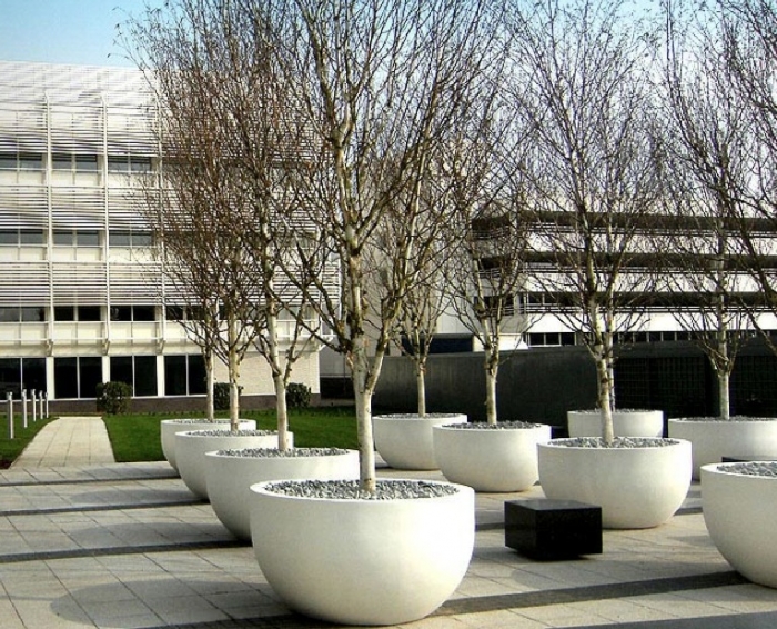 Trees in pots 2.jpg