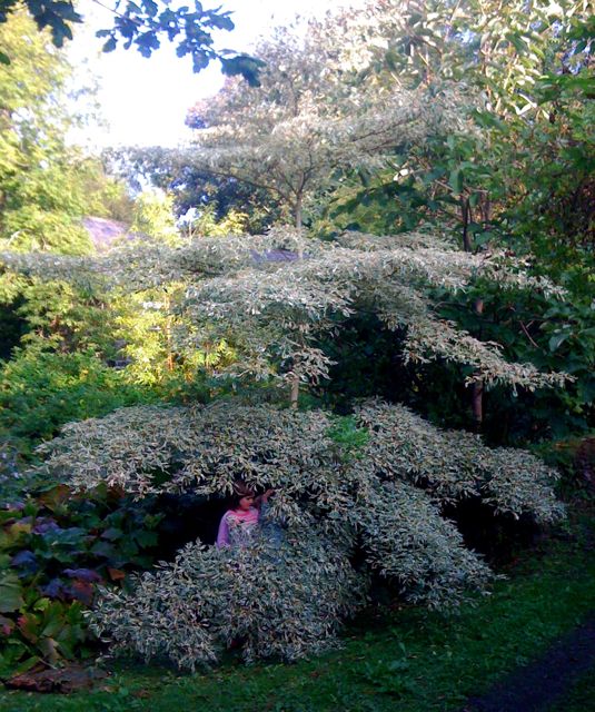 Wedding cake tree / Cornus controversa 'Variegata' (Donegal)
