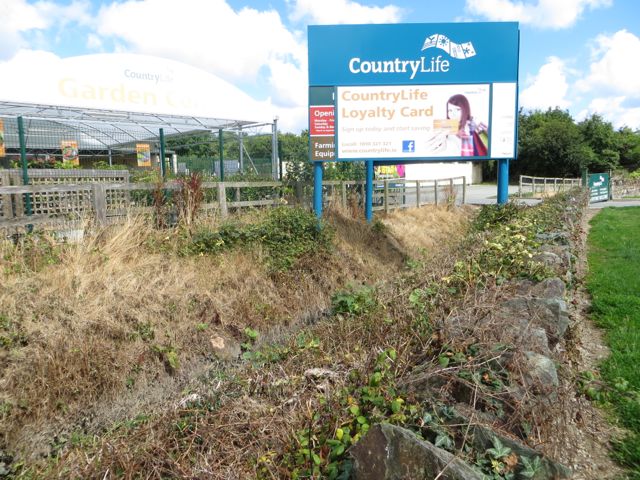 Weedkilled stream.jpg