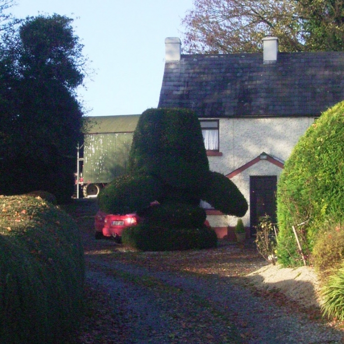 Yew topiary near Enfield, Co Meath.jpg