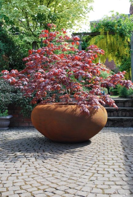 acer in pot.jpg